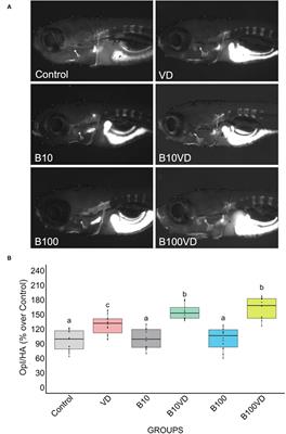 Zebrafish as a Model to Unveil the Pro-Osteogenic Effects of Boron-Vitamin D3 Synergism